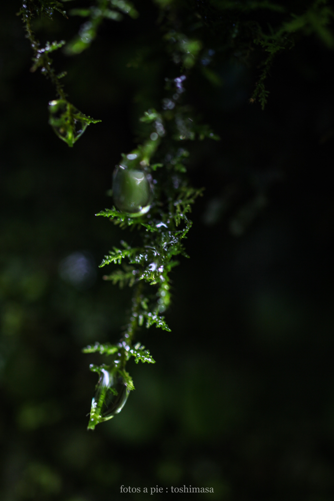 CanonEOS5Dmk2 Sigma50mmF2.8macroEX DG iso400 50mm f2.8 1/80 M photo : toshimasa