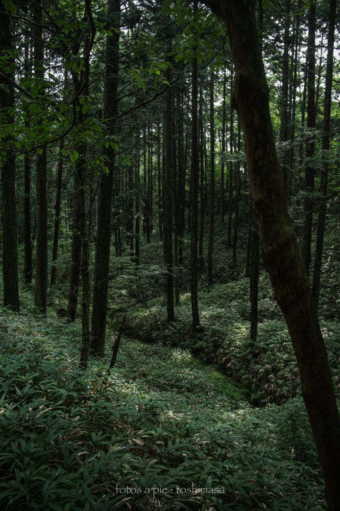 CanonEOS5Dmk2 CanonEF24-70mmF4L iso200 29mm f4 1/125 M photo : toshimasa