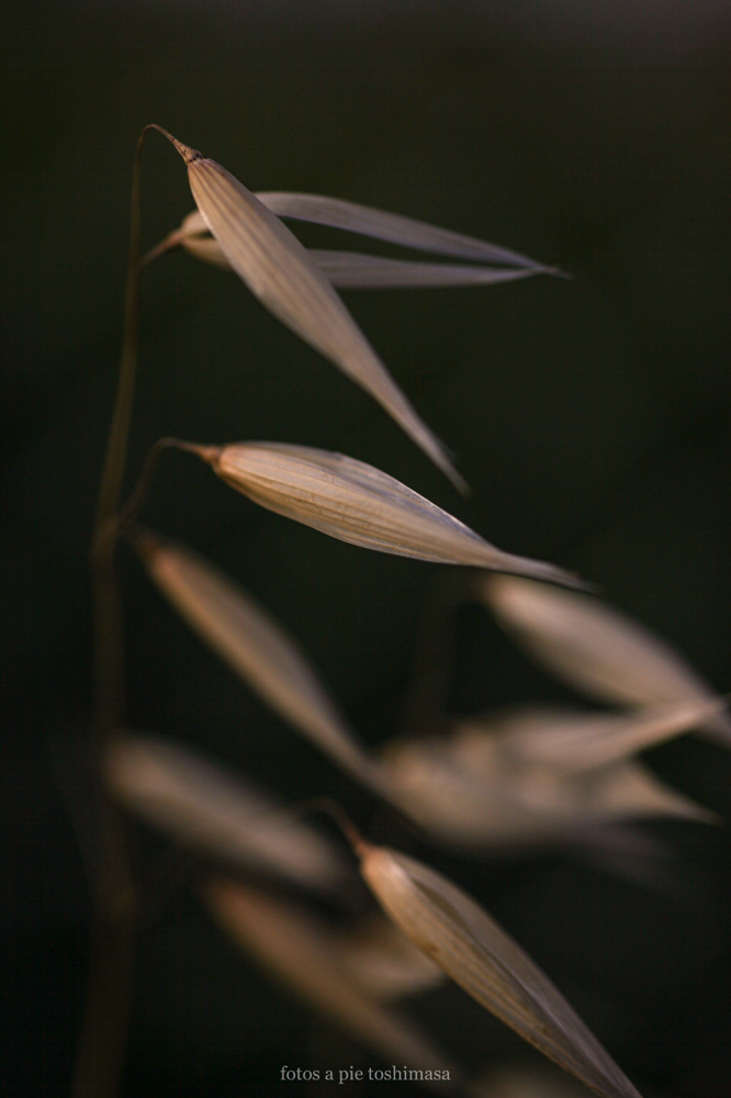 CanonEOS5Dmk2 Sigma50mmF2.8macro EX DG iso100 50mm f2.8 1/3200 M photo : toshimasa