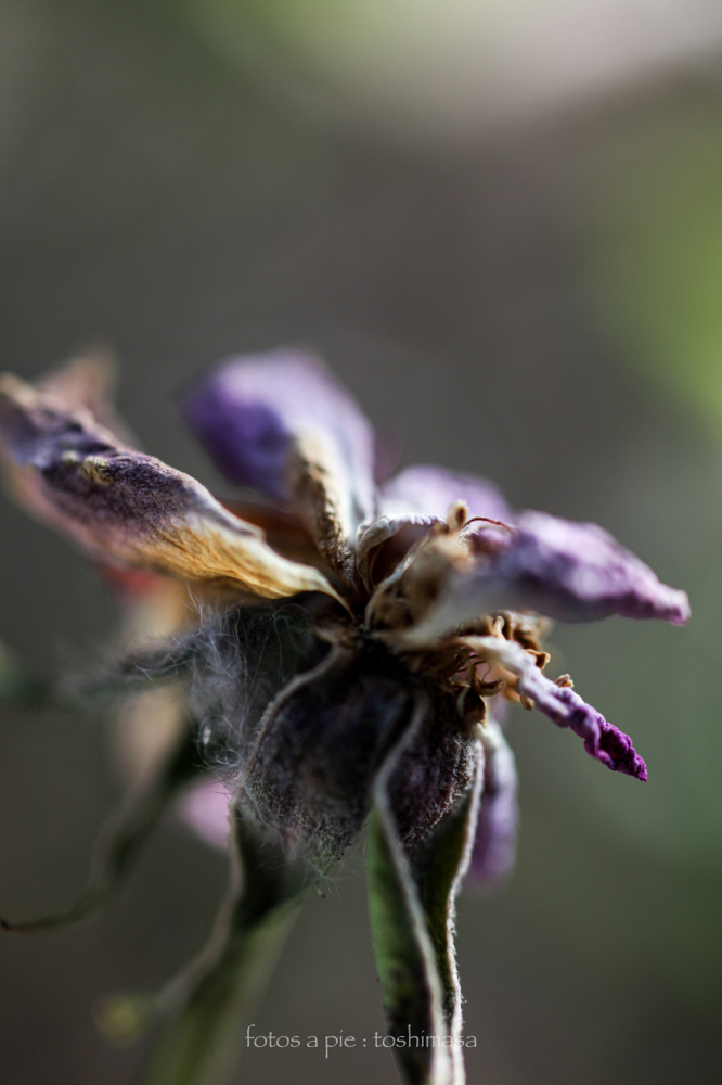 CanonEOS5Dmk2 SIGMA50mmF2.8macro iso100 50mm f2.8 1/320 M