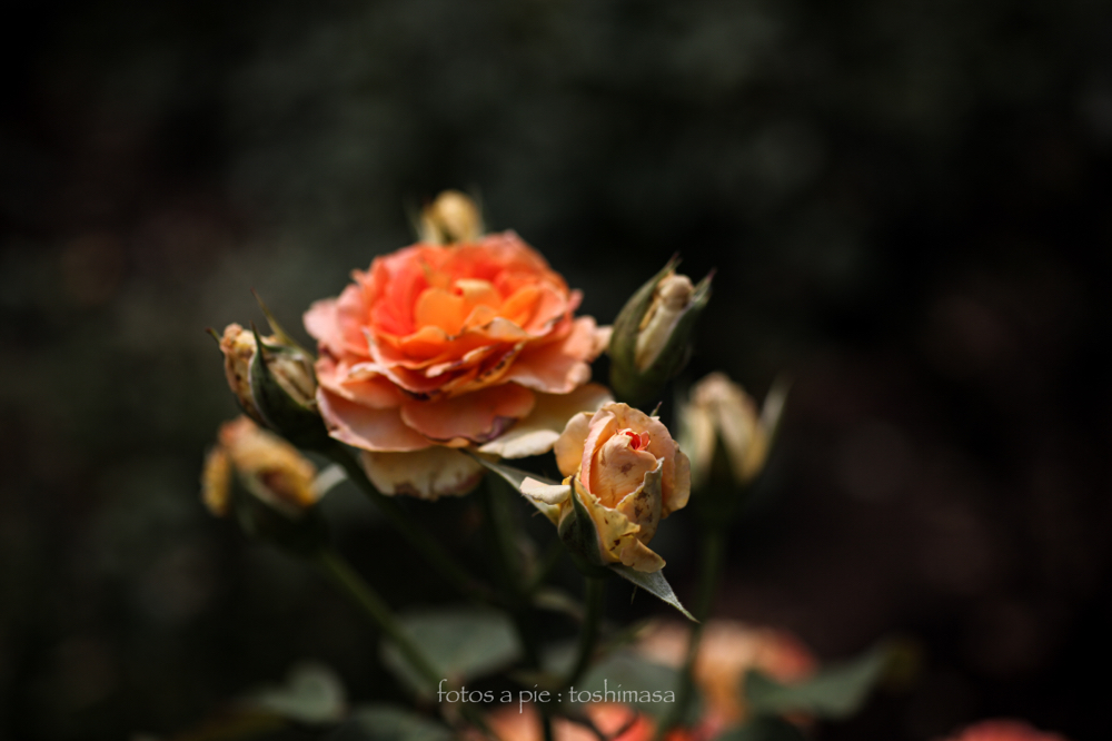 CanonEOS5Dmk2 Sigma50mmF2.8macro iso100 50mm f2.8 1/3200 M photo : toshimasa
