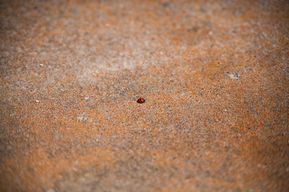 CanonEOS5Dmk2 CanonFD100mmF2.8 iso100 100mm f2.8 1/5000 M 5616•3744 photo : toshimasa