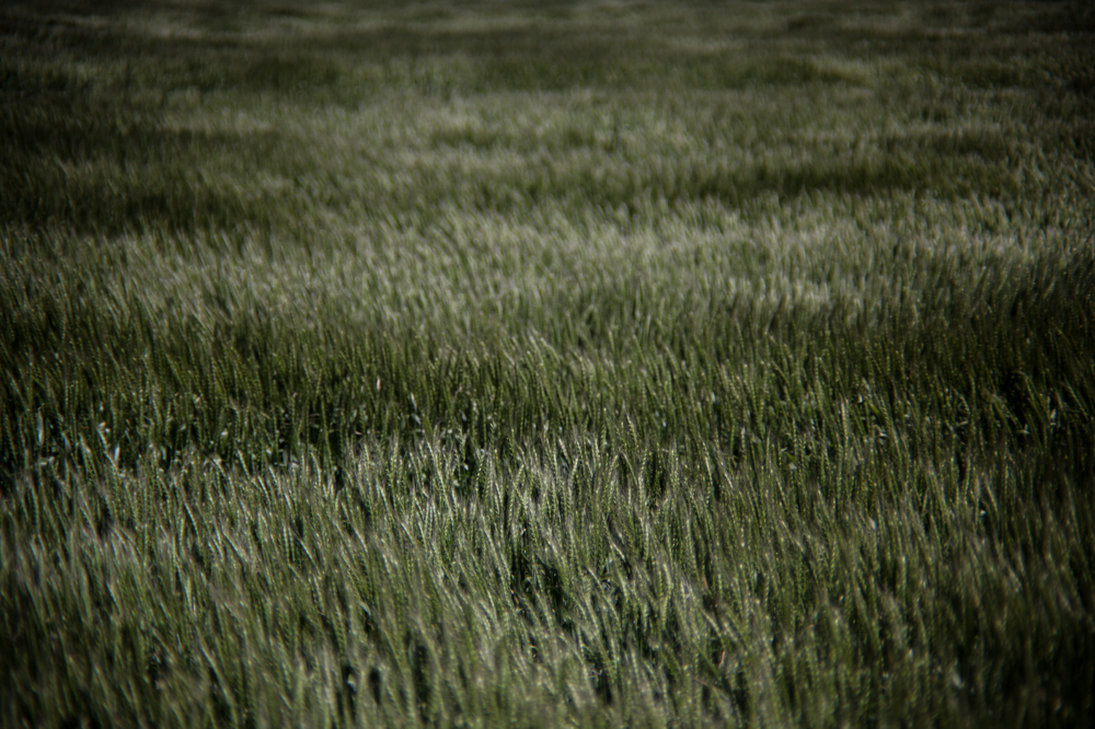 CanonEOS5Dmk2 CanonFD100mmF2.8 iso100 100mm f2.8 1/2000 M photo : toshimasa