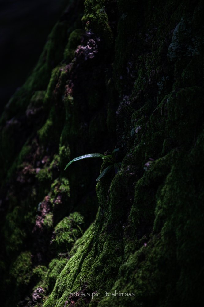 CanonEOS5Dmk2 CanonEF70-300mmF4-5.6L iso100 300mm f5.6 1/125 M photo : toshimasa