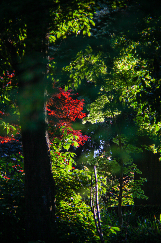 CanonEOS5Dmk2 CanonFD100mmF4 iso200 100mm f8 1/320 M photo : toshimasa