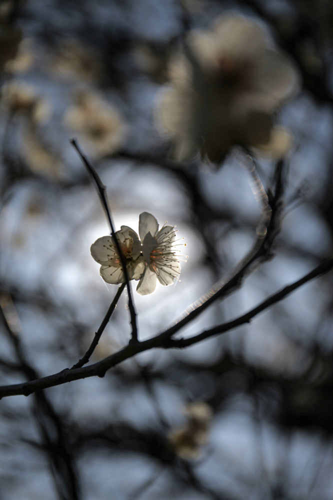 丈山苑 CanonEOS 5Dmk2 CanonEF24-70mmF4L iso100 70mm f4 1/8000 Tv photo : toshimasa