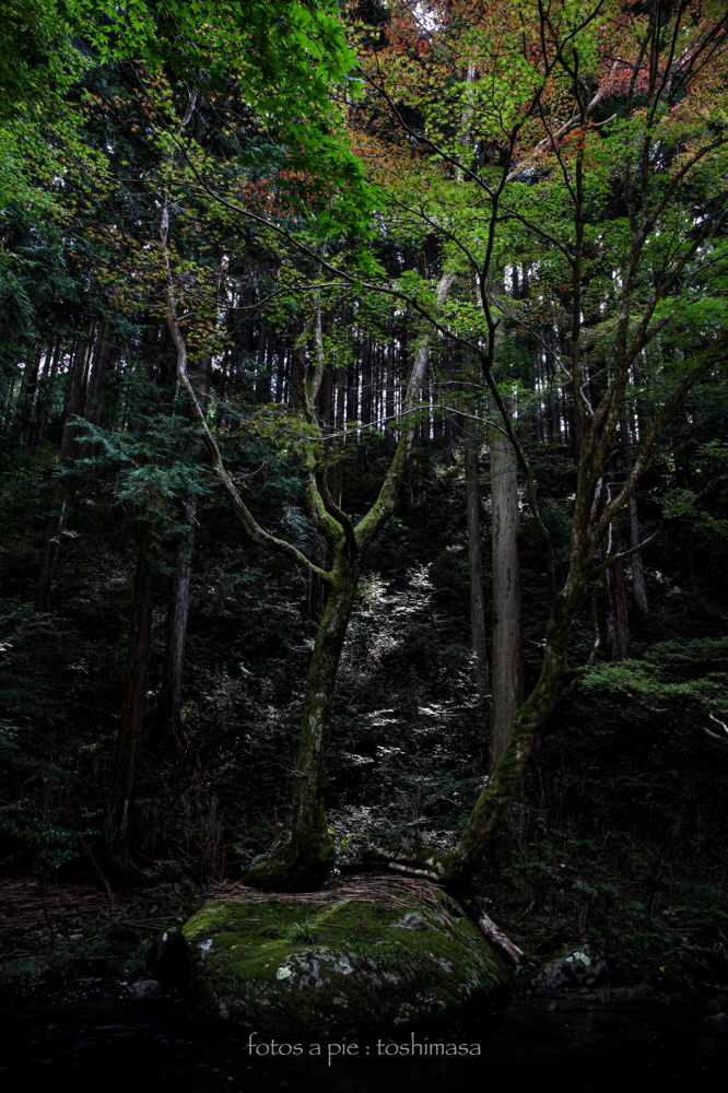 CanonEOS5Dmk2 CanonEF24-70mmF4L iso100 24mm f8 1/10 M