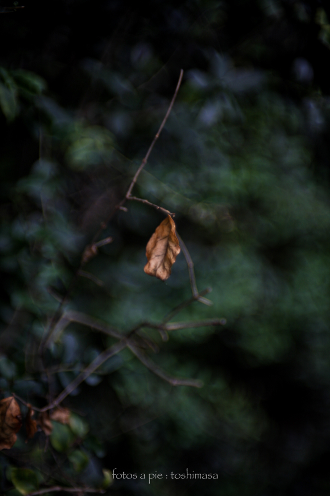 CanonEOS5Dmk2 CanonFD50mmF1.4 iso100 50mm f1.4 1/320 M