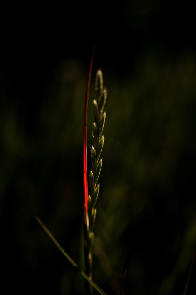 CanonEOS5Dmk2 Sigma50mmF2.8macroEX DG iso100 50mm f2.8 1/1600 M photo : toshimasa