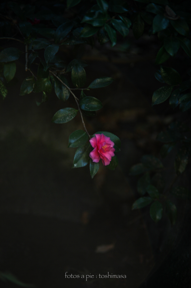 CanonEOS5Dmk2 CanonFD135mmF2.5sc iso100 135mm f2.5 1/40 M