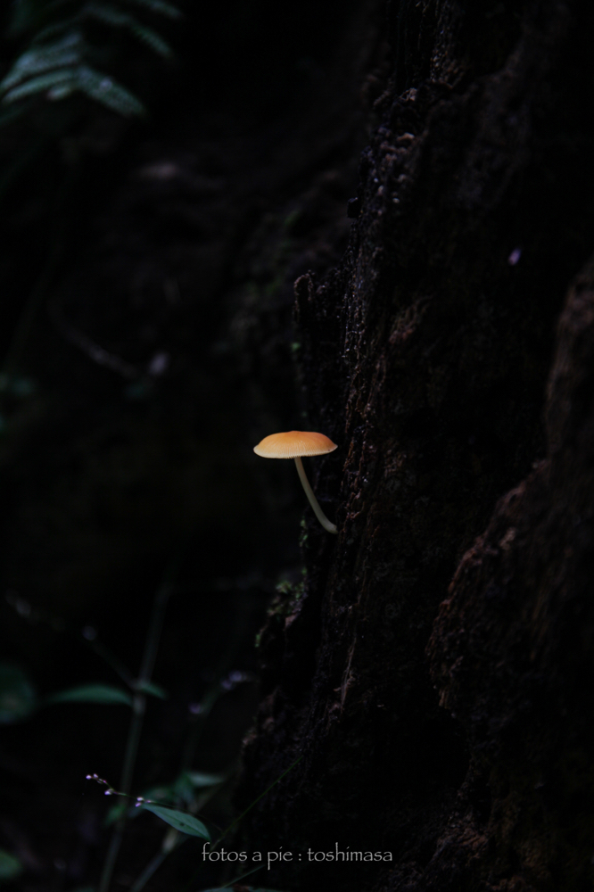 CanonEOS5Dmk2 CanonEF24-70mmF4L iso100 70mm f4 1/50 M