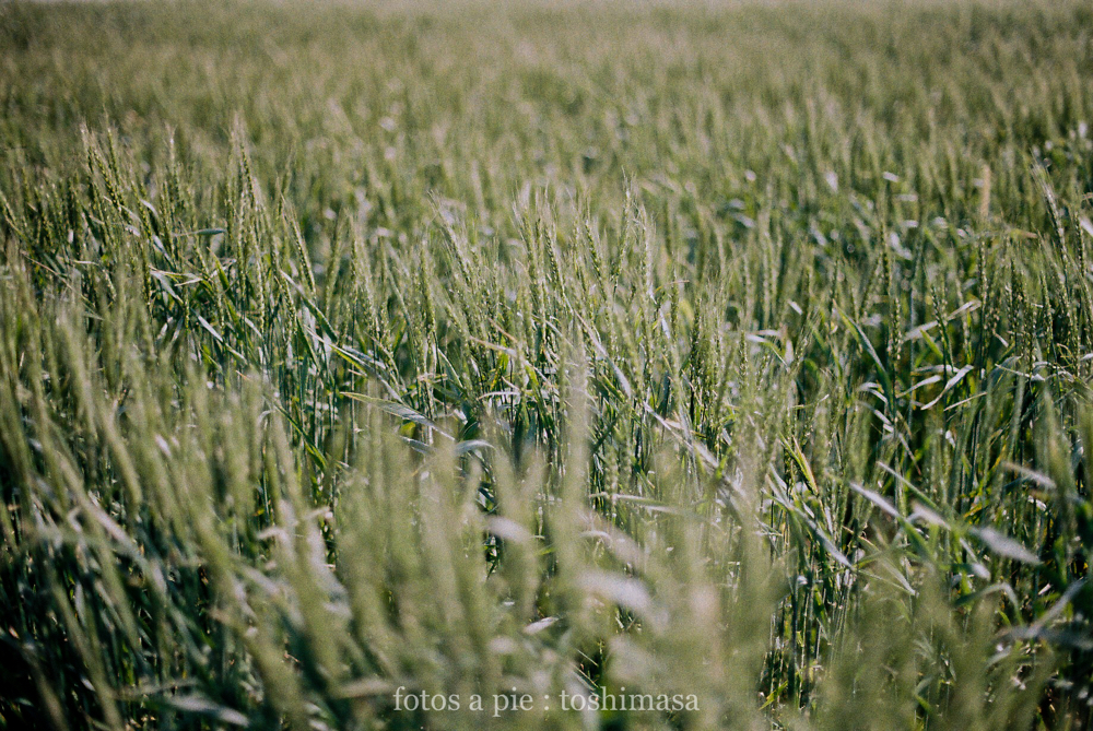 CanonF-1 CanonFD100mmF4macro lomography-100 photo : toshimasa