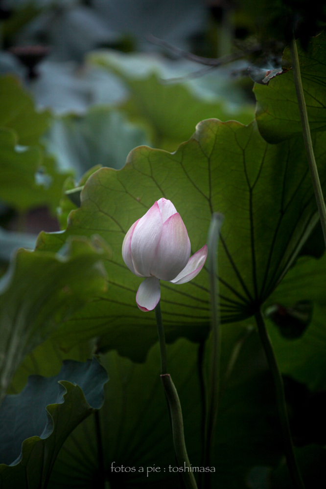 CanonEOS5Dmk2 CanonEF70-300mmF4-5.6L iso500 300mm f5.6 1/1250 M photo : toshimasa