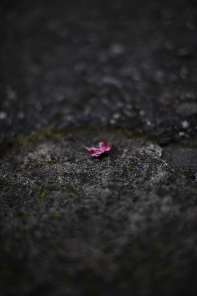 CanonEOS 5Dmk2 Sigma50mmF1.4EX DG ios100 50mm f1.4 1/500 Tv photo: toshimasa