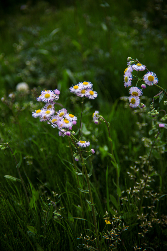 CanonEOS5Dmk2 CanonFD100mmF2.8 iso100 100mm f4 1/1000 M photo : toshimasa