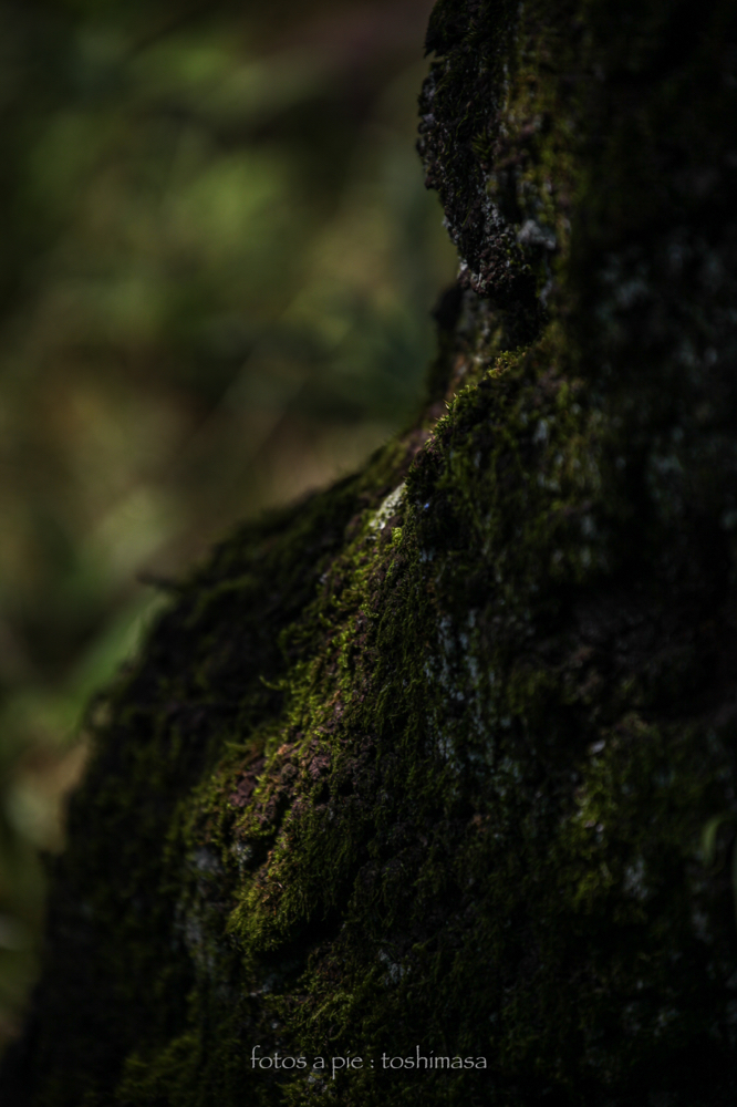 CanonEOS5Dmk2 CanonEF70-300mmF4-5.6L iso100 300mm f5.6 1/640 M photo : toshimasa