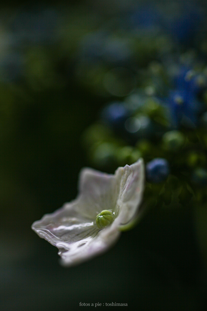 CanonEOS5Dmk2 SIGMA50mmF2.8macroEX DG iso200 50mm f2.8 1/640 M photo : toshimasa