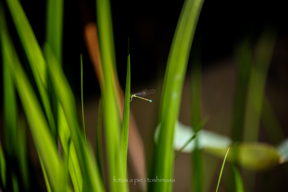 CanonEOS5Dmk2 CanonEF70-300mmF4-5.6L iso100 300mm f5.6 1/250 M