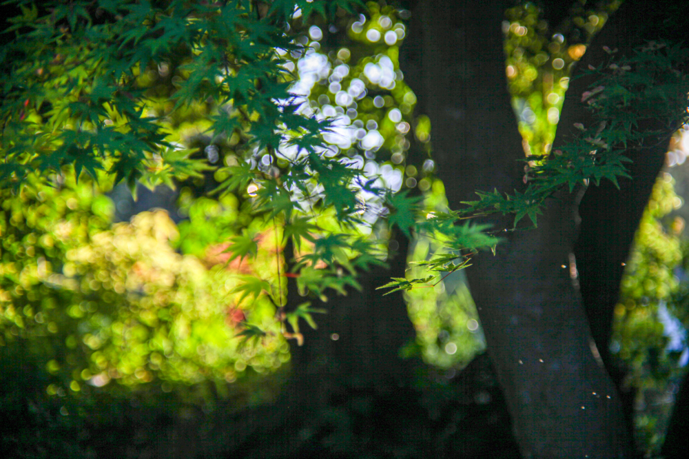 CanonEOS5Dmk2 CanonFD100mmF4 iso200 100mm f8 1/320 M photo : toshimasa