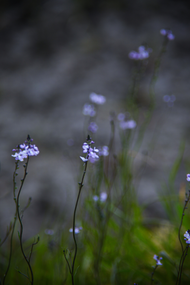 CanonEOS5Dmk2 CanonFD100mmF2.8 iso100 100mm f4 1/800 M photo : toshimasa