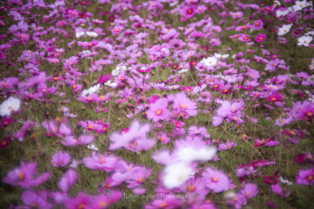 CanonEOS5Dmk2 CanonFD50mmF1.4 iso100 50mm f1.4 1/1250 M