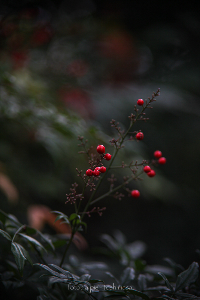 CanonEOS5Dmk2 CanonFD135mmF2.5sc iso100 135mm f2.5 1/125 M