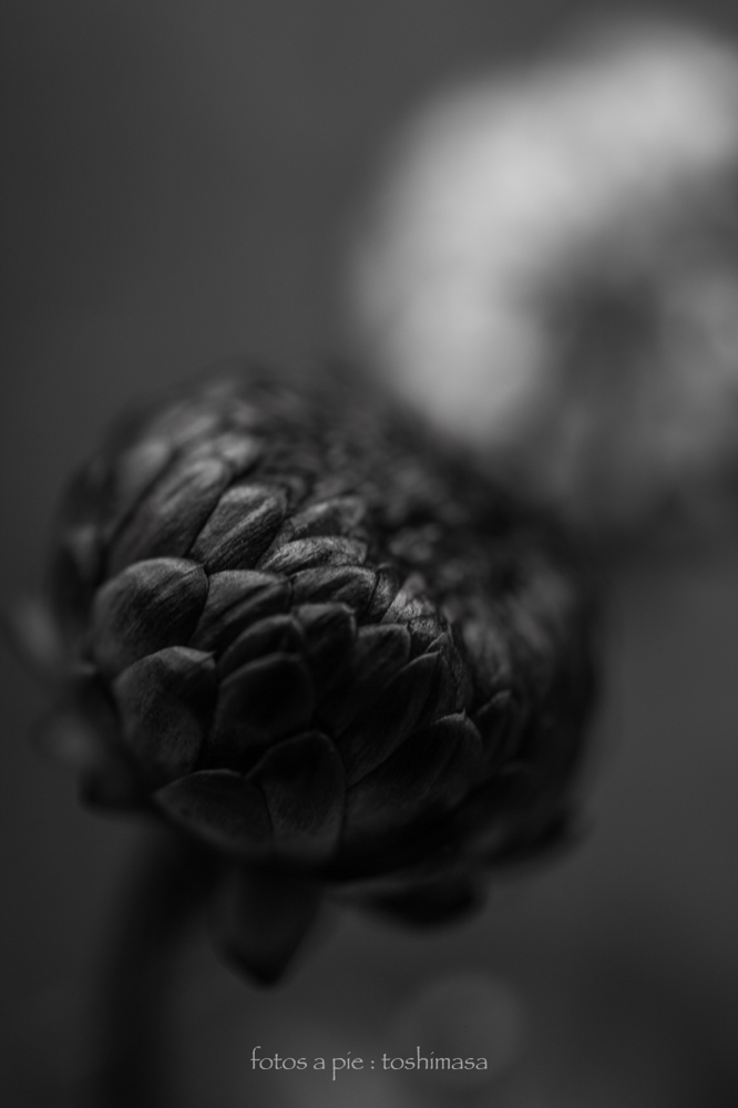 CanonEOS5Dmk2 Sigma50mmF2.8macro iso100 50mm f3.2 1/125 M