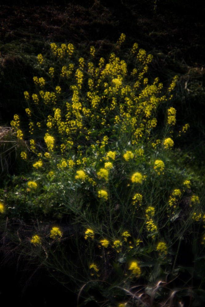 CanonEOS5Dmk2 CanonNewFD50mmF1.4ssc iso100 50mm f4 1/1000 M photo : toshimasa
