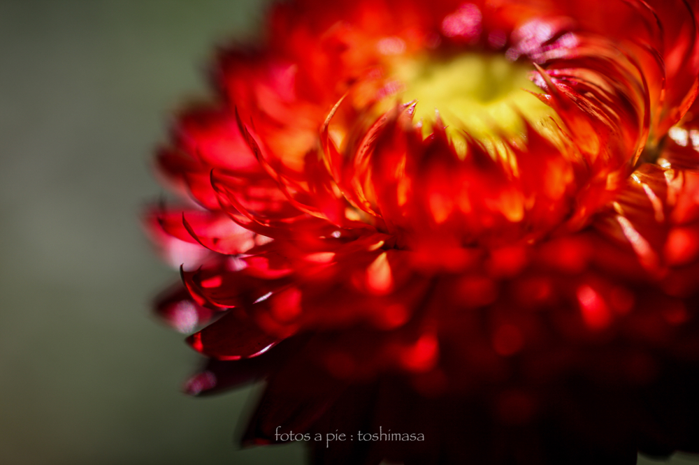 CanonEOS5Dmk2 Sigma50mmF2.8macro iso100 50mm f2.8 1/640 M