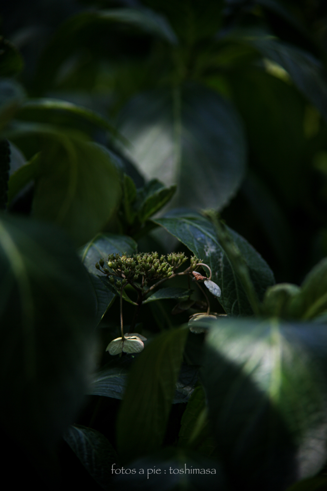 CanonEOS5Dmk2 CanonFD135mmF2.5sc iso100 135mm f4 1/60 M photo : toshimasa