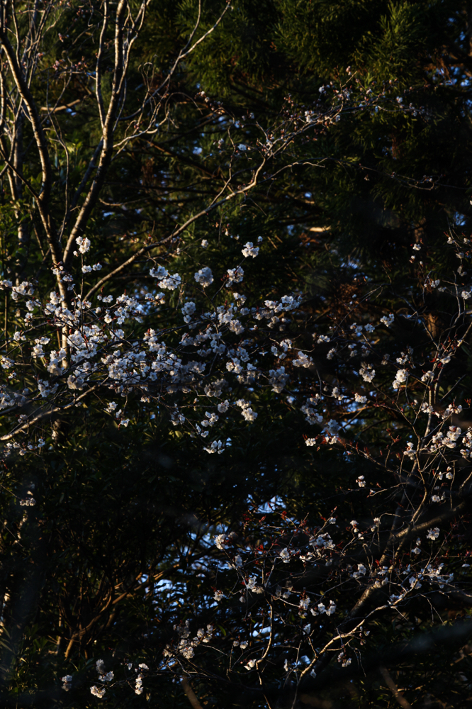 CanonEOS5Dmk2 CanonEF70-300mmF4-5.6L iso100 200mm f10 1/30 photo : toshimasa