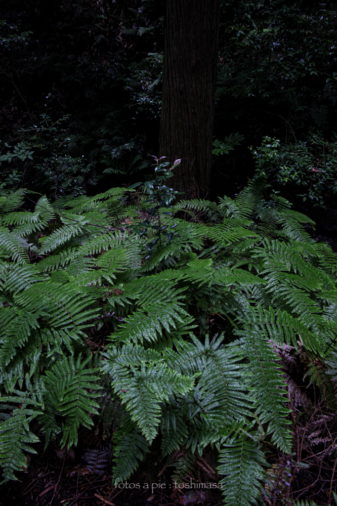 CanonEOS5Dmk2 CanonEF24-70mmF4L iso200 24mm f8 1/13 M photo : toshimasa