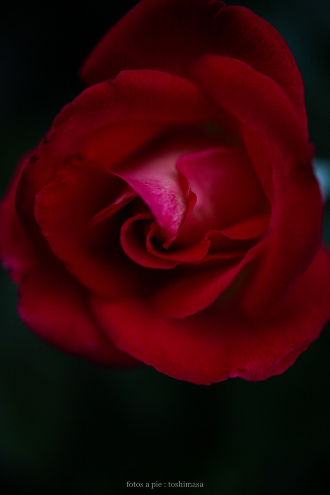 CanonEOS5Dmk2 SIGMA50mmF2.8macroEX DG iso500 50mm f2.8 1/800 M photo : toshimasa