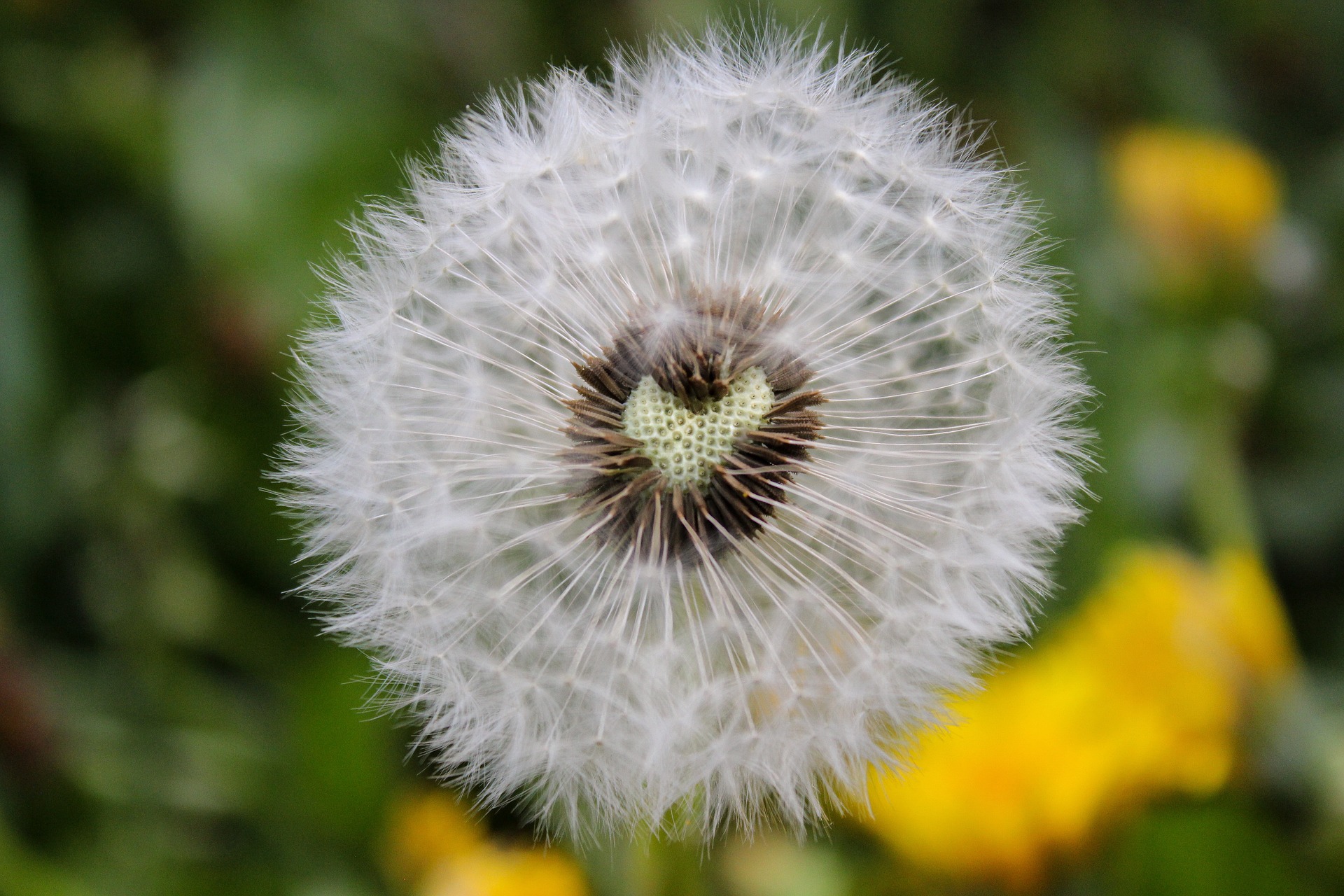 Herzsamen