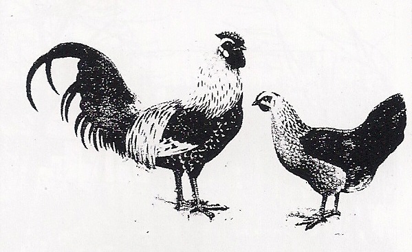 Silberhalsige Eifeler Hühner um 1896