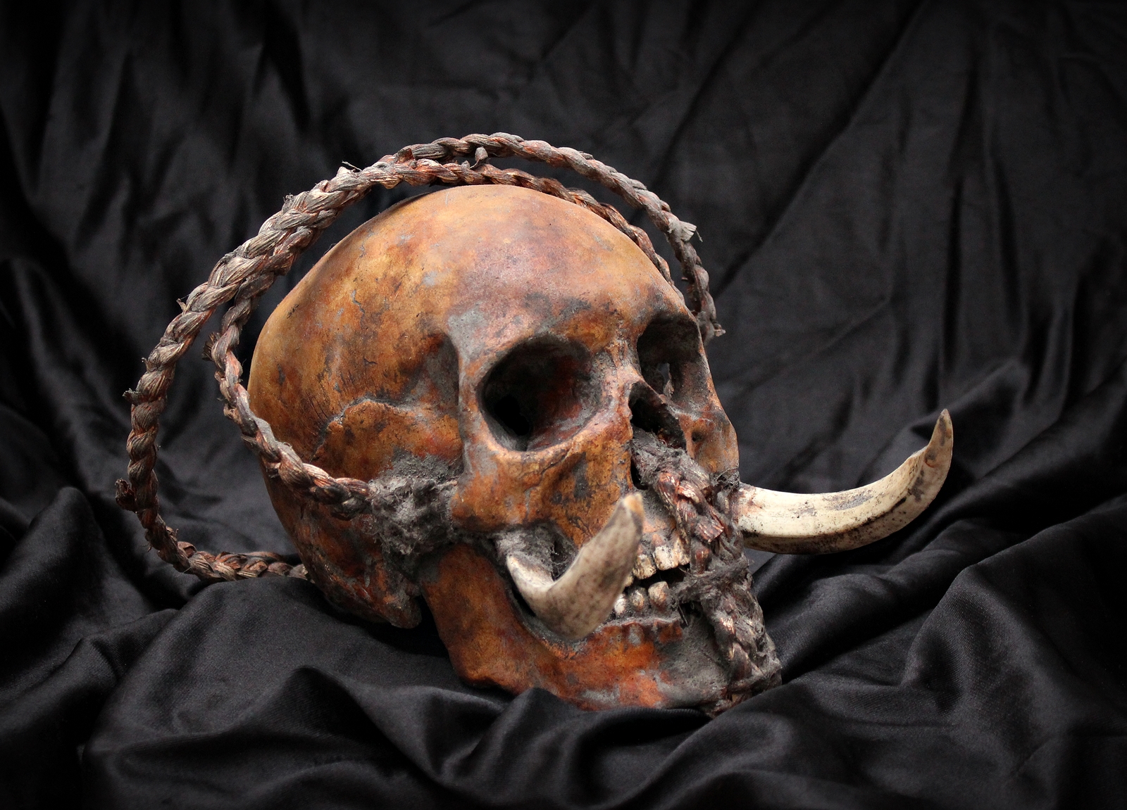 Cráneo trofeo Islas Marquesas  /  Marquesas Islands trophy skull