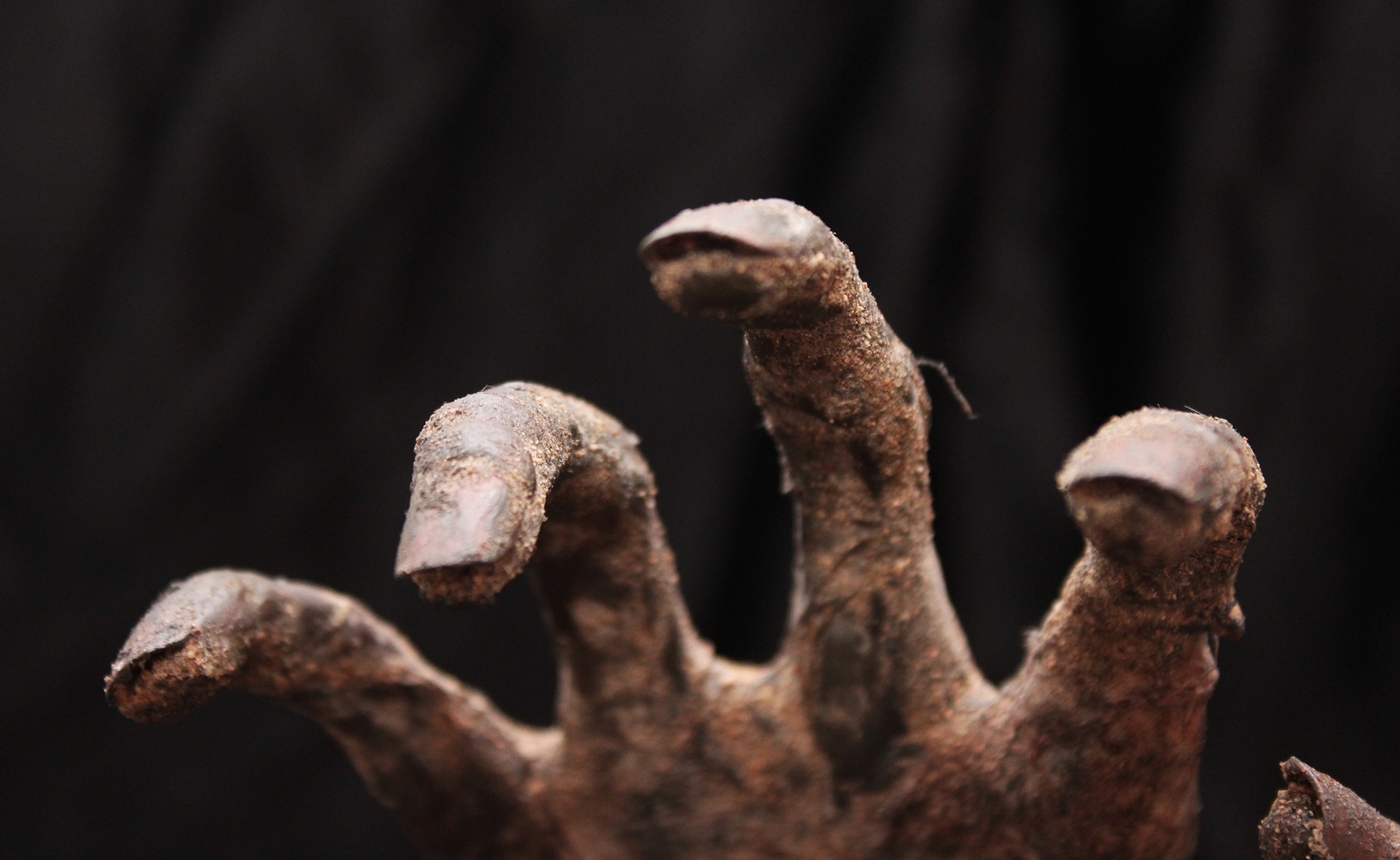 Replicas of Egyptian mummies