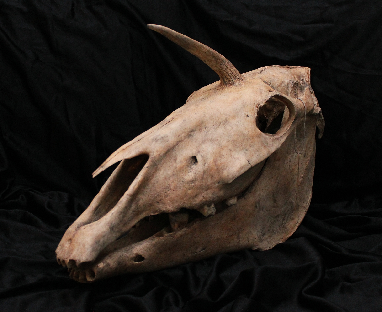 Unicorn Skull