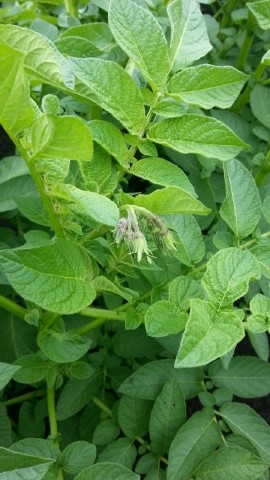 花が咲きそうである