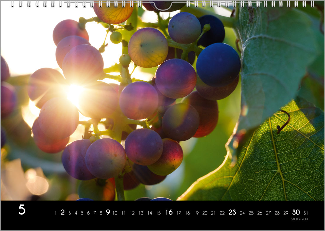 2023 Wine Wall Calendar, 12 Wine Wall Calendars Bach 4 You