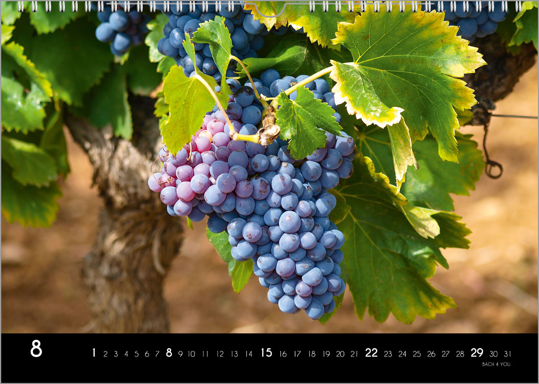 2023 Wine Wall Calendar 12 Wine Wall Calendars Bach 4 You