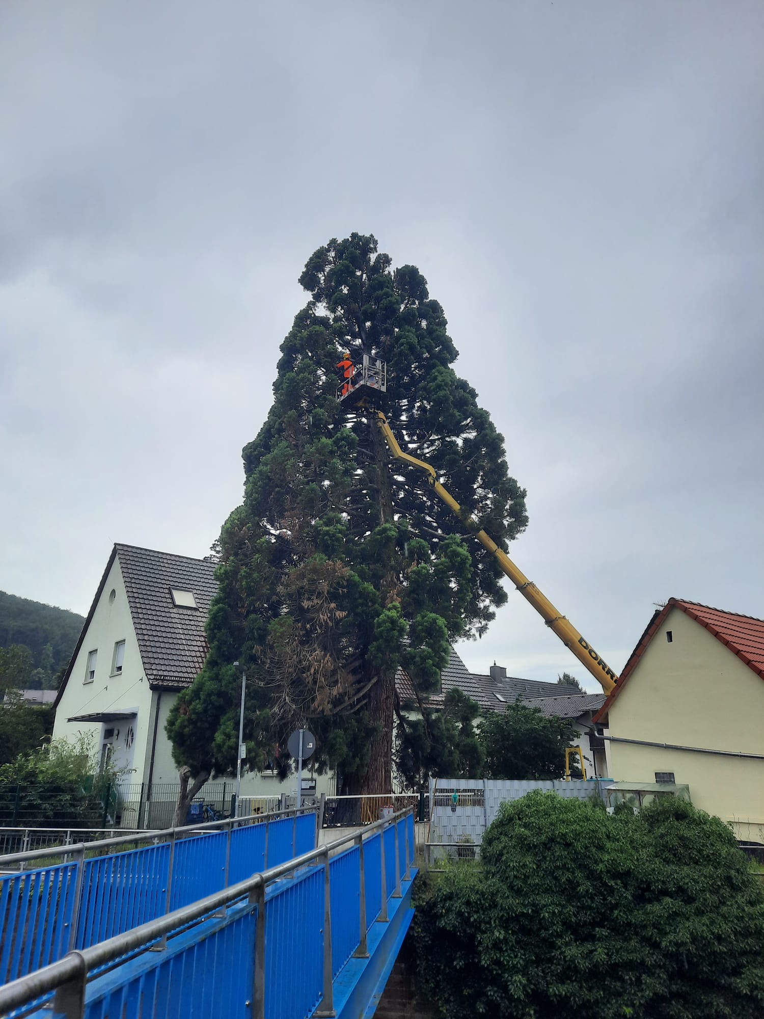 Totholzentnahme Mammutbaum in Berghausen