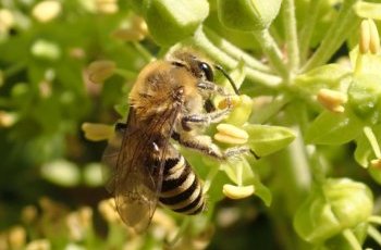 Efeu-Seidenbiene (Colletes hederae) auf Efeublüte, Heynitz 2022, Foto: Andreas Hurtig