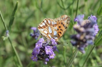 Kleiner Perlmutterfalter auf Lavendelblüte, Heynitz 2022