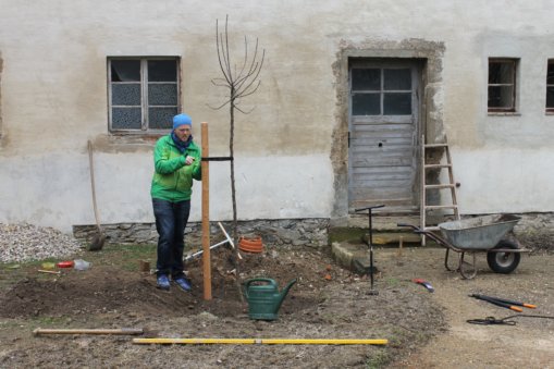 Apfelbauschnitt, Gutshof Heynitz 2019, Foto: Eike von Watzdorf