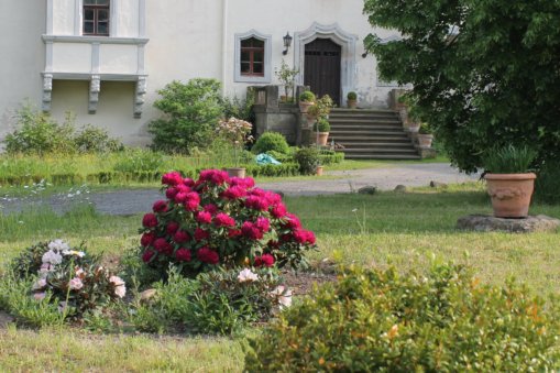 Blühende Rhododenren, Mai 2018