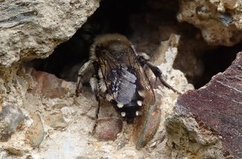 Gemeine Trauerbiene (Melecta albifrons), Heynitz 2020, Foto: Andreas Hurtig