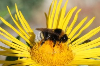 Kuckuckshummelart auf Alantblüte, Heynitz 2022, Foto: Eike von Watzdorf