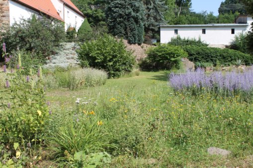 Beetflächen ein Jahr später, Juli 2016