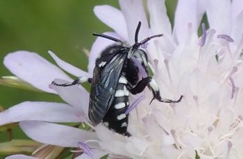 Schwarzgesichtige Fleckenbiene (Thyreus orbatus), Heynitz 2025, Foto: Andreas Hurtig